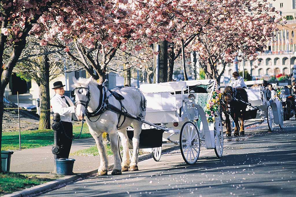 Explore Victoria, BC by soaking up the sights from a horse and buggy.