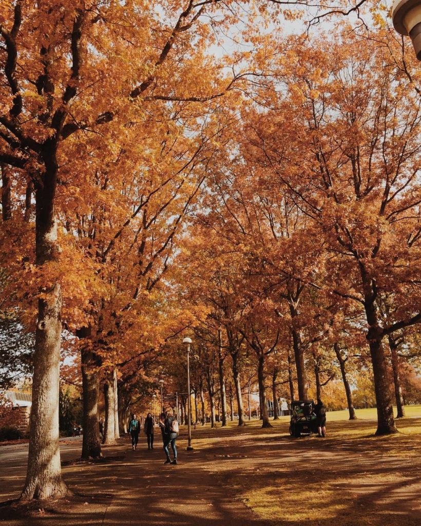 Experiencing the best fall colors in Victoria wouldn't be complete without a trip to the University. Credit: @amamaigaard