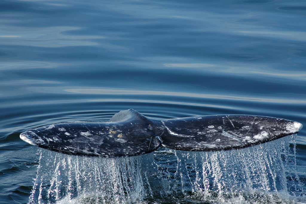 Witness a gray whale's flukes as they splash above the surface.