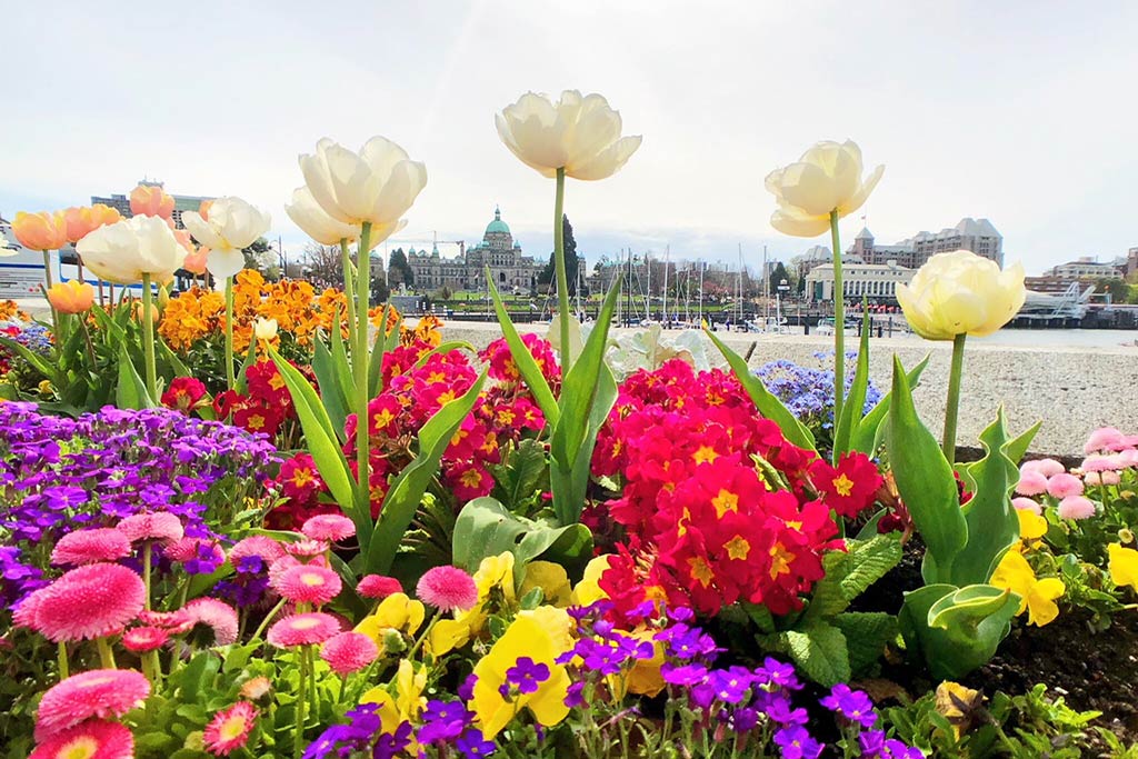 The best way to travel to Victoria in the spring or anytime is via the FRS Clipper