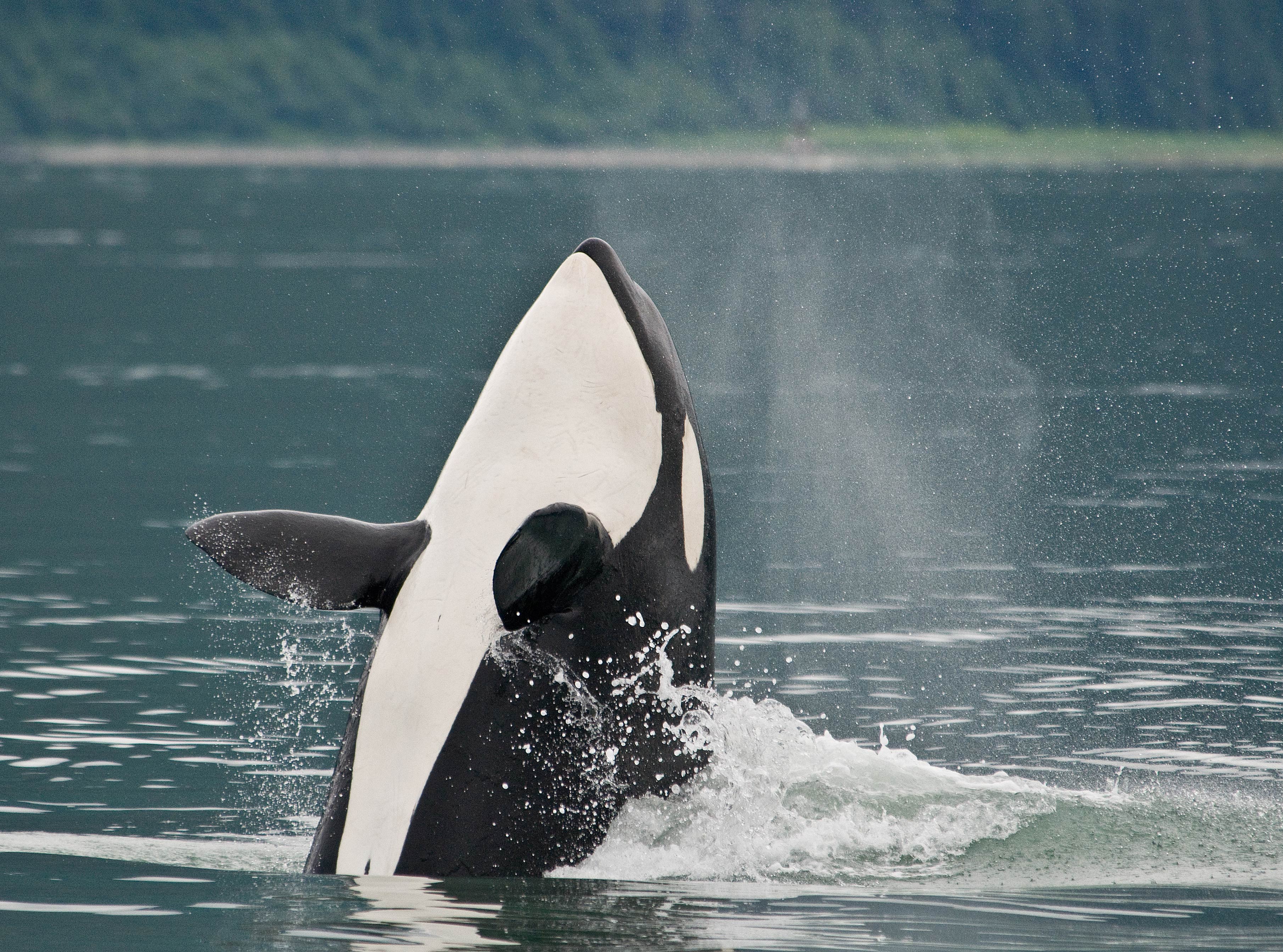 Enjoy some of the world's best whale watching on an outdoor adventurer's getaway in Victoria