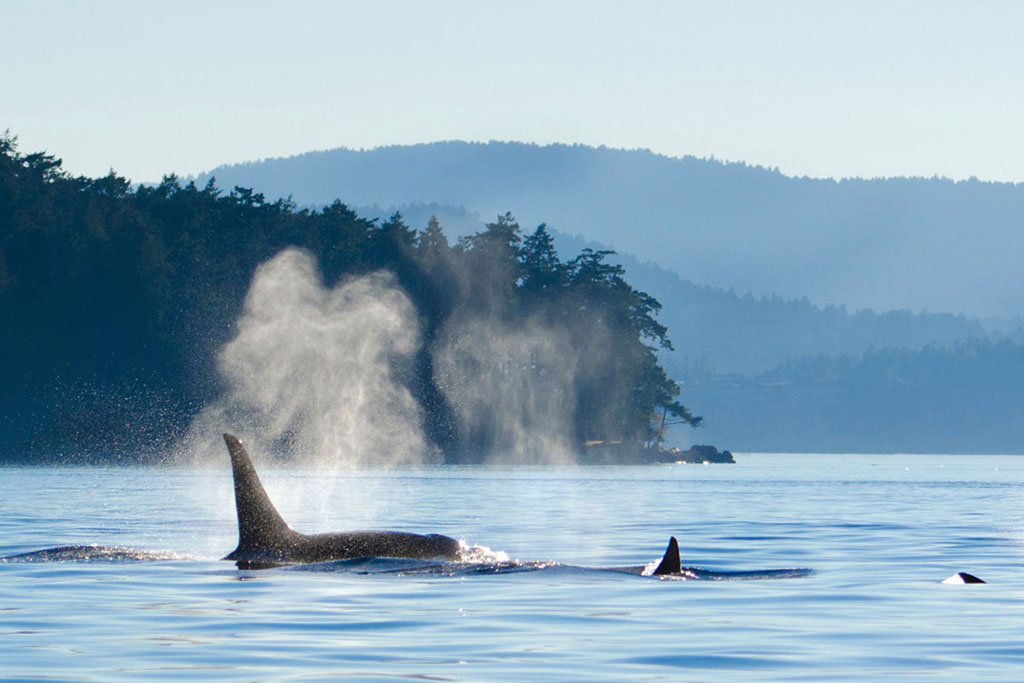 Watch orca whales breach, splash and play in their natural habitat on a whale watching excursion.