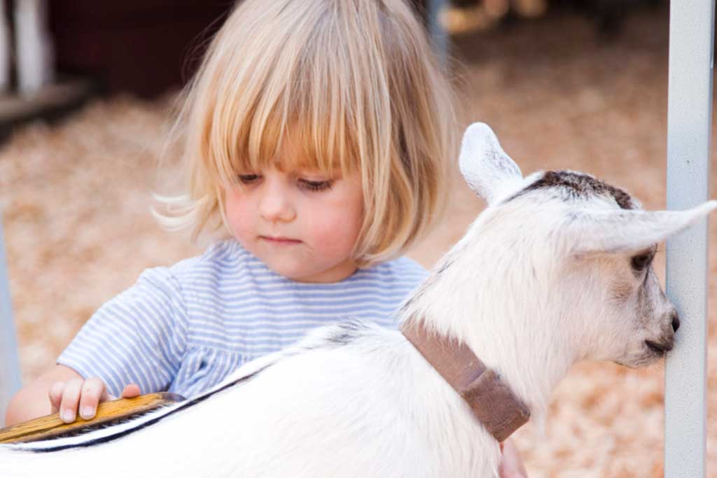 Little ones can cuddle up with the friendly goats at Beacon Hill Park’s Children’s Farm a must on a family vacation.