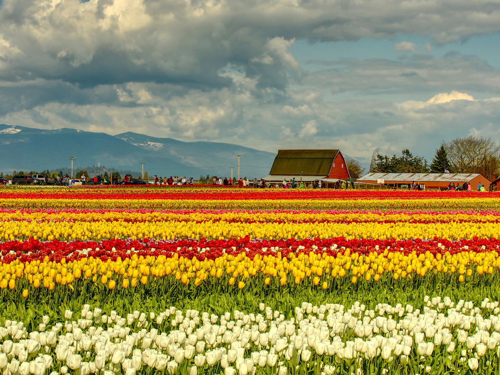 Skagit Valley Tulip Festival