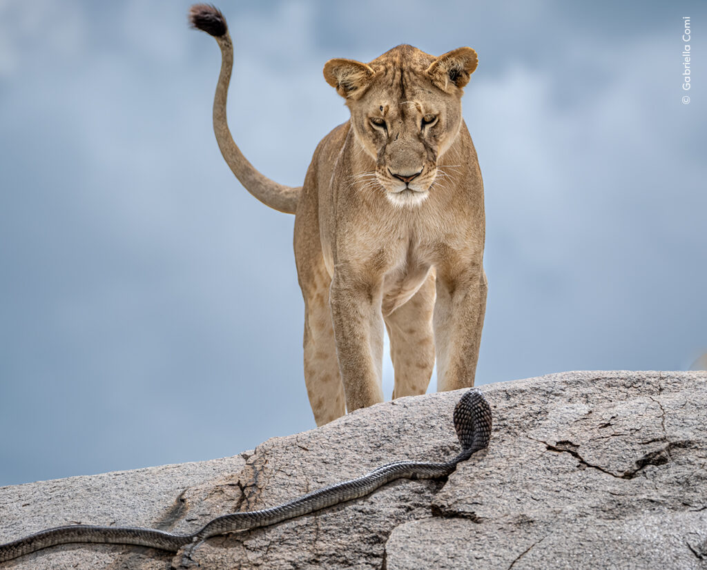 RBCM Wildlife Photographer of the Year