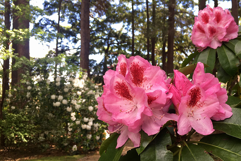 Created in a traditional English style, the Government Houses gardens offer a splendid show of flowers in the spring and summer months. Credit: Scott McDonald