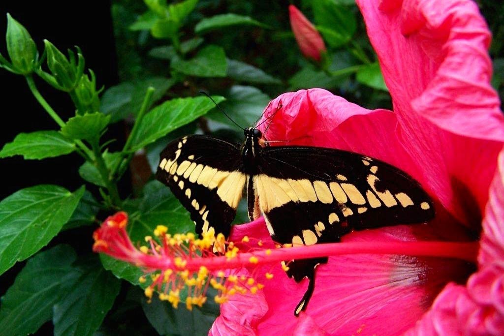 Where else can you get up close and personal with butterflies? Discover new species and colors in the midst of this urban jungle. Credit: Cruise Victoria