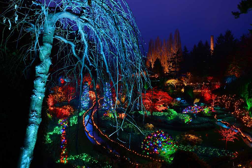 Dazzling lights add drama to the trees and shrubs in the Sunken Garden. Credit: The Butchart Gardens