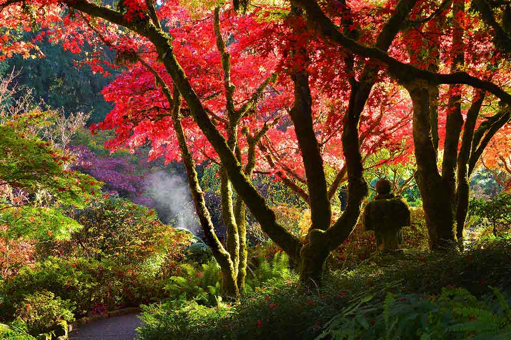 Fiery Japanese maples give The Gardens a glowing radiance as all 55 acres undergo the seasonal transition from summer to fall. Credit: The Butchart Gardens