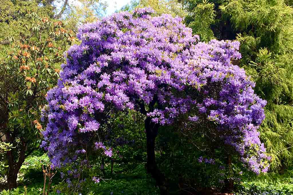 Brilliant blooms fill a massive rhododendron bush. Credit: Scott McDonald