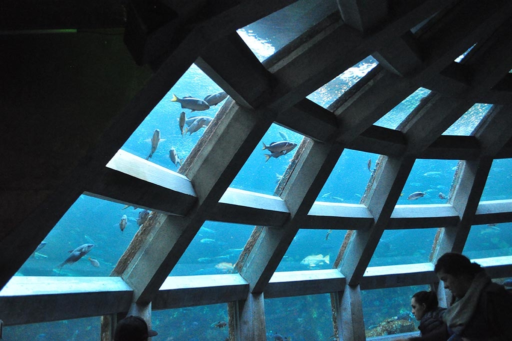 The 360-degree underwater dome at the Seattle Aquarium puts viewers inside a 400,000-gallon tank filled with hundreds of fish. Stay dry while exploring the underwater world at the Seattle Aquarium. It's one of the best rainy day things to do in Seattle. Photo: Joe Mabel