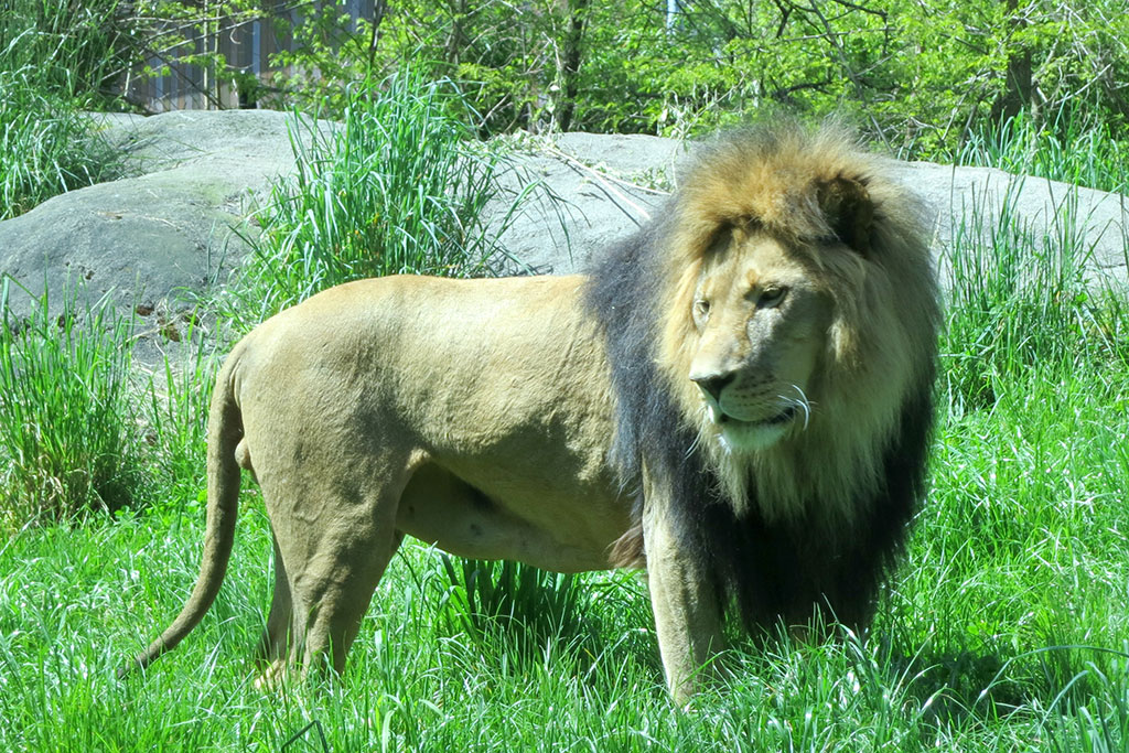 Get up close to the big cats as they relax in the afternoon sun. Credit: Ruth Hartnup