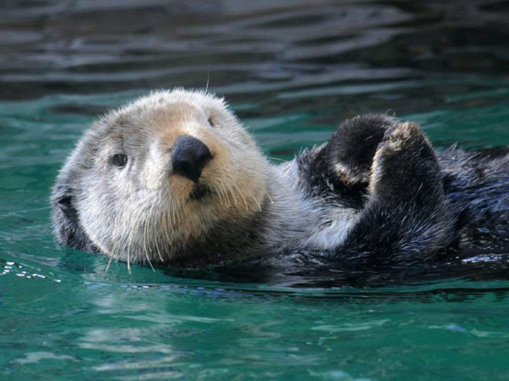 Watch otters splash and play at the Seattle Aquarium.