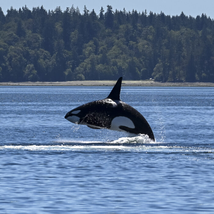 The Only Wildlife and Whale Watching Tour Leaving from Seattle
