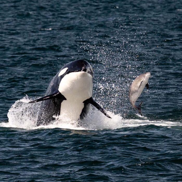 The Only Seattle Wildlife & Whale Watching Tour